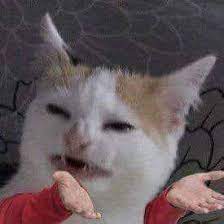 Pin By Alfredo Cardenaz On Fotos Cute Cat Memes Cute Memes Cat Memes