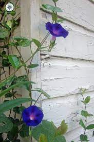 Morning Glory Garden Vines Garden Inspiration Clematis Vine