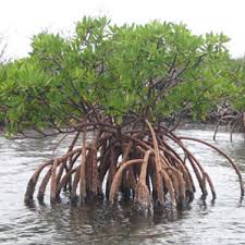 Hutang Mangrove