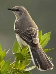 Birds That Sing At Night In Texas Mockingbird Texas State Bird I Love To Listen To The Mockingbird Singing I Always Have A Pair In The Early Spring That Nes State Birds Backyard Birds Bird