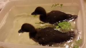 We did not find results for: Chocolate Runner Ducklings Swim Youtube