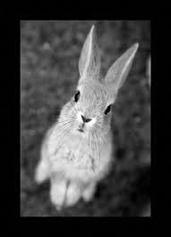 Beautiful Black And White Animal Photography Take A Look At This Beautiful Black And White Animal Photographs Animals Animal Photography Animal Photo