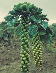 Epingle Sur Fruits Legumes