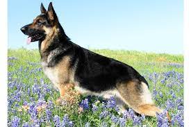 Examining the real costs of owning a german shepherd dog; German Shepherd Puppies For Sale From Reputable Dog Breeders
