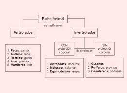 Y también el tipo de relaciones que se establecen entre ellos. Diferencia Entre Mapa Conceptual Y Mapa Mental Diferenciador