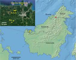 To be sure you are not the cause of the delay in the first place, you will need to review all the requirements and supporting evidence in the application form you filed to. Thismia Ornata And T Coronata Thismiaceae Two New Species From Sarawak Borneo