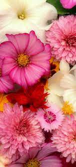 I wanted to separate this collection from the above images for a few reasons. Flowers Background Many Kinds Pink 1242x2688 Iphone 11 Pro Xs Max Wallpaper Background Picture Image