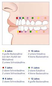 Die Entwicklung Der Kinderzahne Kinder Profidenta