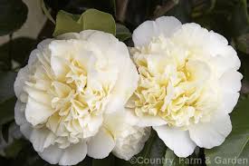 Camellia Jury S Yellow A New Zealand Raised Camellia X Williamsii Cultivar Introduced In 1976 It Flowers Over A Long Season And Whil Flowers Photo Camellia