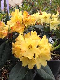 Nancy Evans Rhododendron Rainier Rhododendrons Rhododendron Plants Garden