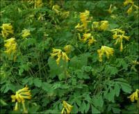 Get great deals on ebay! Corydalis Corydalis Lutea Heritage Flower Farm