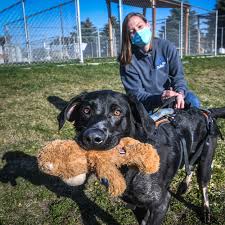 He is our akc registered, chocolate, male labrador puppy! An Awesome Story To Be Part Of How A Shelter Vets And Community Members Rallied To Save An Abandoned Dog The Spokesman Review