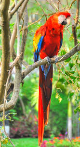 Parrot Pet Birds Parrot Parrot Pet
