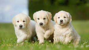 As with any dog, you shouldn't expect your golden retriever to be silent all the time! Golden Retriever Price Temperament Life Span