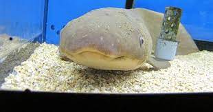 a tropical fish dish soap fish