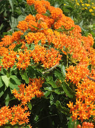 I was riding along in the backseat garden design 101. Five Decorative Milkweeds To Beautify Your Yard And Help Monarchs Dickinson County Conservation Board