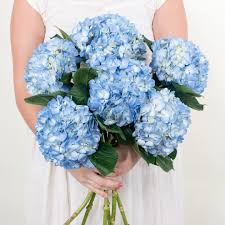 Image result for Hydrangea