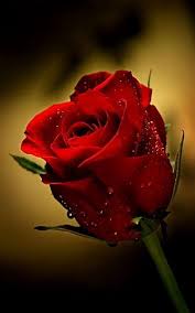 Only For You My Love Single Red Rose Beautiful Red Roses Rose Images