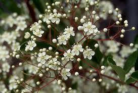 Image result for Pyrenacantha kirkii