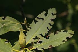The three types of weevils that common indoor kitchen pests range in size from 1/8 to 3/16 inch long. Vine Weevil Which Gardening Helpdesk