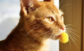 If the cat was never taught by its momma cat to hunt, they may lack the skills or the instinct to hunt. 5 Signs Your Cat Really Does Love You