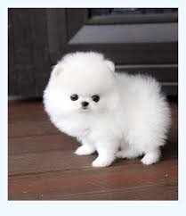 Among many breeders, dogs raised in unethical and poor environment. Teacup Pomeranian Puppies For Sale 250 Dog Breed
