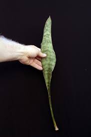 Image result for Sansevieria dawei