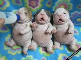 Free download hd or 4k use all videos for free for your projects. D Cute Baby Dogs Puppies Baby Animals Cute Animals Cute Baby Animals