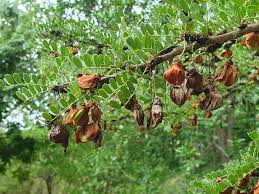 Image result for Ormocarpum kirkii