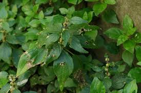 Image result for Parietaria