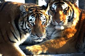 You can also help tigers by not participating in wildlife tourism at home or abroad (pet a tiger, photo with tiger type stuff), and choose to spend your money at accredited zoos with conservation programs. International Tiger Day Silent Roar Of Caspian Tiger Is Regrettable Tehran Times