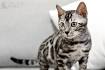 Breeders of Bengal Cats | Kitten for Sales | Rising Sun Farm