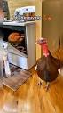 Thanksgiving is coming #ohnoitsmelanie #thanksgiving #turkey ...