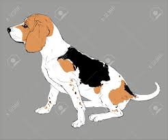 Try and place the horizontal line around the dog's eyes. Realistic Hand Drawn Vector Sketch Of Sitting Dog Beagle Breed Royalty Free Cliparts Vectors And Stock Illustration Image 51767198