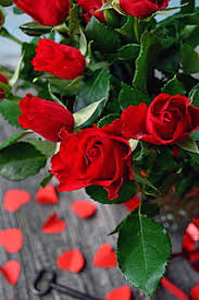 Kumpulan wallpaper bunga mawar romantis. Hd Wallpaper Rose Valentine S Valentine S Day Romantic Romance Love Wallpaper Flare