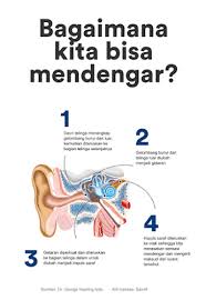 We did not find results for: Bagaimana Proses Telinga Mendengar Bunyi