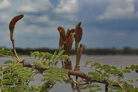 Image result for Acacia hebeclada