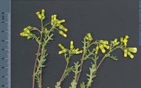 Image result for Senecio milanjianus
