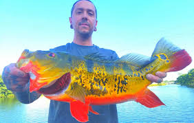 Check spelling or type a new query. Florida Peacock Bass Pictures And Photos