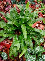 However, they get so full they need a good trim once a year and away goes the brown and. Japanese Holly Fern Carolyn S Shade Gardens