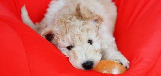 Why buy a goldendoodle puppy for sale if you can adopt and save a life? Why Do Goldendoodles Cost So Much An Expense Worth Paying