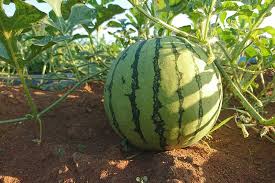 How do i plant watermelon seeds in my garden? How To Plant And Grow Watermelons Gardener S Path