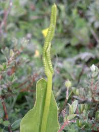 Image result for Ophioglossum costatum