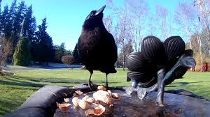 Your back yard feeders are in an emergency situation when a major snowstorm is occurring in your back yard. Crow Eating Peanuts In My Backyard Youtube