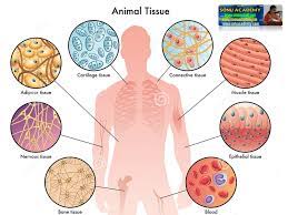 This is the simplest and non specialized tissue. Sonu Academy Animal Tissues Epithelial Tissue Text