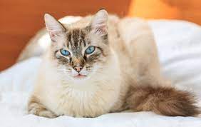 But even that's not the simple. Birman Cat Breed Information