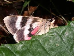 Image result for Catocala electa