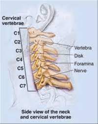 Ball and socket joints, like your hip and shoulder joints, are the most mobile type of joint in the human body. Neck Anatomy Pictures Bones Muscles Nerves