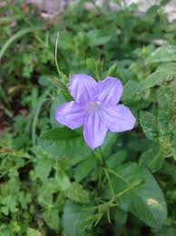 We compiled 62 purple flowers and their care instructions. Wild Petunia Ruella Nudiflora A Perennial Plant Native To Texas Louisiana And Arizona Which Blooms Over Small Purple Flowers Texas Plants Perennial Plants