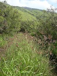 Image result for Lintonia nutans